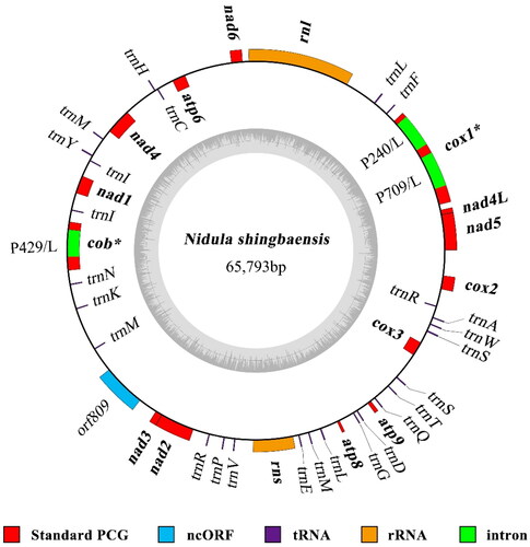 Figure 2. Circular map of the N. shingbaensis mitogenome. The outer ring indicates relative positions of different genes, and the inner ring indicates GC contents. Different types of genes/sequences are indicated by different colors as shown at the bottom of the figure. Blocks outside the ring represent forward strand genes, and blocks inside the ring represent reverse strand genes. The 14 standard PCGs and the two rRNA genes commonly found in fungal mitogenomes are shown in bold. Intron-containing genes are followed by an asterisk. For introns, standard intron names (with insertion site information) and functions of intronic ORFs (L, LAGLIDADG endonuclease) are given.