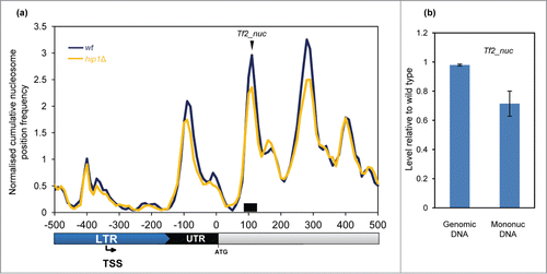 Figure 7. Nucleosome structure of Tf2 LTR retrotransposons. (A) Average nucleosome (150 bp) sequence read frequency profile for the 5′ region of Tf2 elements aligned relative to the translation start site (ATG). (B) The occupancy of a specific Tf2 nucleosome was estimated by qPCR analysis of mononucleosomal DNA as described in the Materials and Methods. An equivalent amount of genomic DNA was analyzed as a control. The position of the nucleosome peak and the PCR primers are indicated in (A). The level of occupancy in hip1Δ relative to wild type is shown. Data is the mean of 2 technical qPCR repeats.