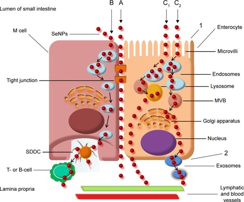 Figure 4 Diagram of nanoparticle transport across the intestinal mucosa of the small intestine. Particles pass either paracellularly, that is, between adjacent cells, or by a transcellular pathway that has been more explored. The transcellular transition takes place via normal enterocytes or M cells. A, paracellular transport; B, transcellular transport: transcytosis through M cell; C1, transcytosis through enterocyte, first mechanism; C2, transcytosis through enterocyte, second mechanism; 1, apical membrane of enterocyte; 2, the basolateral membrane of the enterocyte. M cells form a row of vesicles before transfer from subepithelial dome dendritic cells (SDDCs) to T- or B-lymphocytes (B). Uptake of nanoparticles by microvilli of enterocytes is often followed by endosome formation, microvesicular bodies (MVBs) genesis, and their fusion with lysosomes, and then the particles are transported to lamina propria (C1). Another mechanism of enterocyte utilization for transepithelial transport involves uptake into endosomes, MVB formation, fusion with Golgi apparatus, and exosomal transfer to lamina propria (C2). This is followed by transport into the bloodstream and the lymphatic system.Citation102,Citation214