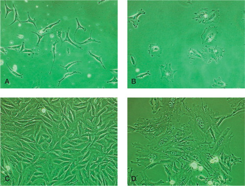 Figure 4. Morphology of the periosteal fibrous layer cells (A:day 3;C:day 6) and cambium layer cells (B: day 3; D: day 6). Magnification 200 ×.