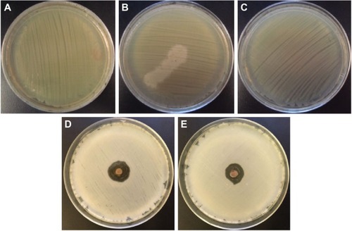 Figure 11 Photographs of the bacteria grown on agar plates.Notes: (A–E) Results of the experiments with Salmonella typhimurium: (A) control experiment, (B) in the presence of the extract of coriander leaves, (C) in the presence of the extract of coriander seeds, (D) in the presence of sample L-0.5M, and (E) in the presence of sample S-0.5M.Abbreviations: L-0.5M, final colloid obtained using coriander leaf extract and 0.5 M AgNO3; S-0.5M, sample obtained using extracts of coriander seeds and 0.5 M AgNO3 solution.