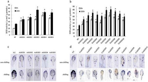 Figure 4. Superoxide dismutase (SOD) activity (a, b) and superoxide (•O2−) accumulation according to in situ reactive oxygen species (ROS) staining (c, d) in leaves of non-transgenic (NT) Arabidopsis plants and T3 homozygote transgenic lines. Arabidopsis thaliana (At)SOD1 ~ 5 (a, c) and Cucurbita moschata (Cm)SOD1 ~ 10 (b, d) transgenic lines were compared to NT plants after exposure to a chilling condition for 0 (control) and 192 h. Values are the means of three replicates with the corresponding standard deviation. The gene expression is compaired to NT plants and an asterisk indicates a significance level of p ≤ 0.05.