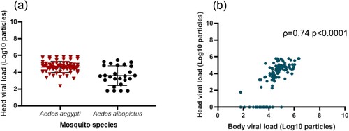 Figure 5. Viral loads in mosquito heads according to mosquito species (a) and correlation between viral loads in bodies and heads (b).