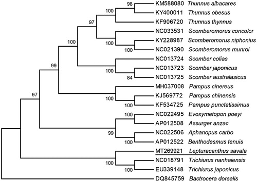 Figure 1. Phylogenic tree of Lepturacanthus savala and the related species based on complete mitogenome by maximum-likelihood method with 1000 bootstrap replicates. The position of L. savala is underlined.