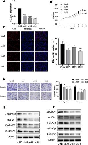 Figure 8 Effects of SLC39A1 on HCC proliferation and metastasis. (A) The change of SLC39A1 expression after transfected sh-SLC39A1. (B and C) CCK-8 assay and EdU assay demonstrated that transfection with sh-SLC39A1 plasmid inhibited the proliferation of Huh7 cell. Scale bar = 100 µm. (D) Transwell assays indicated that migration and invasion ability of Huh7 cell was reduced after transfecting with sh-SLC39A1 plasmid. Scale bar = 100 µm. (E) The downregulation of N-cadherin, MMP2 and CyclinD1 in Huh7 cell transfected with sh-SLC39A1 plasmid was detected by Western blot. (F) The downregulation of Wnt3A, p-GSK3β and β-catenin in Huh7 cell transfected with sh-SLC39A1 plasmid was detected by Western blot. *P < 0.05, **P < 0.01, ***P < 0.001, ****P < 0.0001.