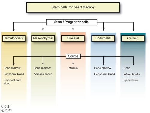 Figure 1 Types of stem cells in use for heart disease therapy.Citation1–Citation7Reprinted with permission, Cleveland Clinic Center for Medical Art & Photography © 2011–2012. All Rights Reserved.