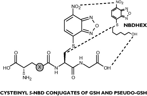 Figure 1. Backbone-side chain structural analogies connecting NBDHEX and the dipeptide unit in conjugates 1 (X = CH2) and 5 (X = O).