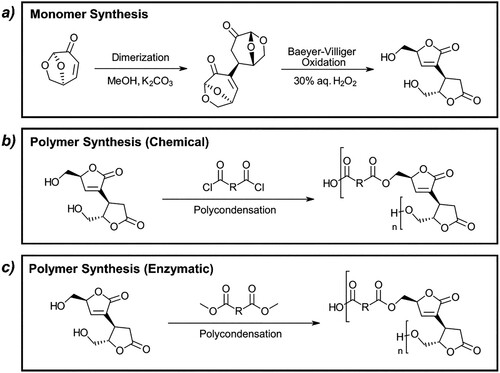 Figure 6. (a) Method of synthesizing 2H-HBO-HBO through dimerization of levoglucosenone and the following Baeyer-Villiger oxidation. (b) Reaction of 2H-HBO-HBO with acyl chloride to form corresponding polyester (Citation29). (c) Enzymatic polycondensation with diesters performed in this work.