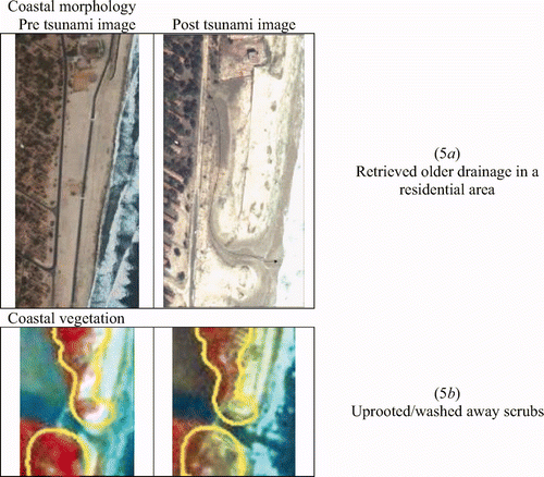 Figure 5. Impact of tsunami observed in the form of change in the coastal morphology and loss of vegetation cover at sector 3 (southern part of the study area).