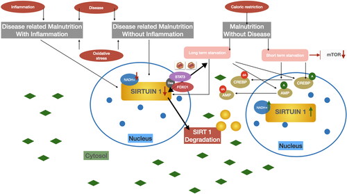 Figure 7. SIRT1 as potential malnutrition biomarker (nucleus). Authors’ own study.