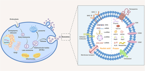 Figure 1 Biogenesis and composition of exosomes. By Figdraw.