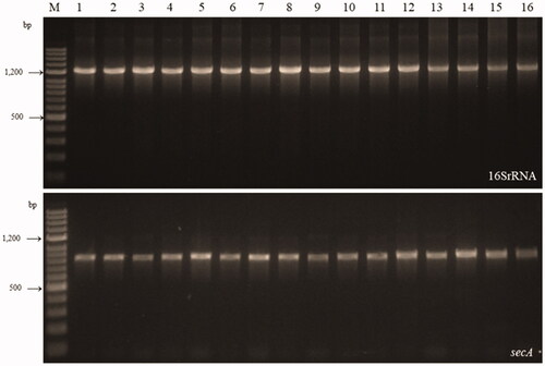 Figure 2. Agarose gel electrophoresis patterns of PCR products 16S rRNA gene and secA gene amplified by nested PCR using primer pair R16F2n/R16R2 and Direct SecAfor1/SecArev3 from E. sylvestris with decline symptoms in Jeju island, [Lane: M. molecular weight marker (100 bp), 1 ∼ 14: the symptomatic leaves and seeds, 15: jujube witches’ broom phytoplasma, 16: sumac witches’ broom phytoplasma].