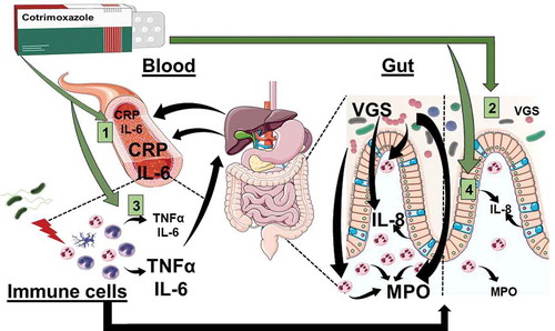 Figure 1. Cotrimoxazole has multiple anti-inflammatory effects in people living with HIV. Graphical summary of the anti-inflammatory effects of cotrimoxazole identified using samples from the ARROW trial and complimentary in vitro models.Citation29 Effects of cotrimoxazole include (a) reduced circulating inflammatory mediators (CRP and IL-6), (b) suppression of viridans group streptococci (VGS), a type of bacteria that lives in the gut and promotes intestinal inflammation, which can be measured by stool levels of myeloperoxidase (MPO; a neutrophil-derived reactive oxygen species involved in antimicrobial immune responses). Stool MPO is an indicator of neutrophil accumulation and activity in the gut mucosa, (c) inhibition of pro-inflammatory mediator production (TNFα and IL-6) by immune cells activated by being experimentally exposed to bacteria, and 4) suppression of neutrophil chemoattractant protein production (IL-8) by gut epithelial cells. IL-8 is one of the signals that attracts neutrophils to the gut mucosa and perpetuates intestinal inflammation. IL-8 production is also stimulated by mevalonate pathway metabolites.