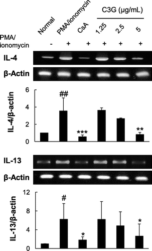 Fig. 4. Effects of C3G on IL-4 and IL-3 mRNA Expression in EL-4 T Cells.Note: EL-4 T cells were pretreated with various concentrations of C3G or 1 μM CsA for 1 h and stimulated with PMA/ionomycin for 3 h. Total RNA was extracted from cells following specific treatments, and IL-4 and IL-13 mRNA expression in EL-4 T cells was analyzed by RT-PCR. Histograms represent quantification of mRNA expression. Data are representative of three independent experiments. #p < 0.05; ##p < 0.01 vs. normal group. *p < 0.05; **p < 0.01; ***p < 0.001 vs. PMA/ionomycin-treated group.