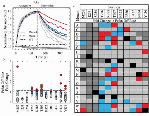 Figure 2. Saturation Library Screening for Improved FcRn Off Rates. a. Normalization of the rFcRn binding kinetics at pH 6.0 of a subset of mutants (16) from the Octet screen. The mock and WT controls are represented by a black dotted and solid line, respectively. All mutants, represented by solid lines, fall into one of four categories: no FcRn binding (dark gray), faster (gray), WT-like (blue) or slower (red) rFcRn off rates compared to WT. The color scheme is identical for a, b and c. b. Scatterplot of the fold change in rFcRn off rate compared to WT. c. Fold change in the Octet FcRn binding off rates of the saturation library. WT positions are denoted by the solid black squares.