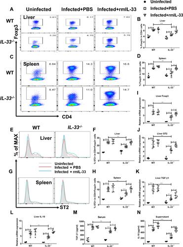 Figure 4 IL-33 deficiency leads to decreased proportion and function of Treg in murine schistosomiasis japonica. WT and IL-33−/− mice were divided into uninfected group, infected plus rmIL-33 group and infected plus PBS group. Each mouse in the infected groups was infected with 20 cercariae through shaved abdominal skin. Mice in the infected plus rmIL-33 group were intraperitoneally injected with exogenous rmIL-33 (dissolved in sterile PBS solution) from the 4th week to 8th week post infection, with the total 5 μg of rmIL-33 per mouse. The mice in the infection plus PBS group were simultaneously given the equal volume of PBS. At the 8th week post infection, all mice were sacrificed. The liver, spleen and peripheral blood were collected. Splenic lymphocytes were stimulated with soluble egg antigen (SEA, 10 μg/mL) in vitro for 72 h and then the supernatant was collected. (A and B) The proportion of Foxp3+Treg in CD4+ T cells in liver. (C and D) The proportion of Foxp3+Treg in CD4+ T cells in spleen. The proportion of ST2+Treg in total Treg in liver (E and F) and in spleen (G and H). The mRNA expression levels of Foxp3 (I), ST2 (J), TGF-β1 (K) and IL-10 (L) in liver. The concentrations of TGF-β1 in serum (M) and IL-10 in splenic supernatants (N). Data are expressed as means ± SEMs based on 6 mice in each group and from 2 independent experiments. Asterisks mark significant differences among different groups (*P < 0.05, **P < 0.01, ***P < 0.001).