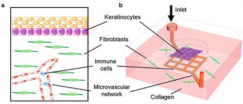 Figure 4. Vascularized skin-on-a-chip, reproduced fromCitation66 with the permission from springer nature.