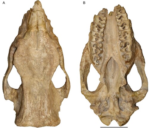 FIGURE 2. Neotype skull of Chilotherium schlosseri (Weber, Citation1905) (GPIH 3015) from the Upper Miocene of Samos Island (Greece) in dorsal (A) and ventral view (B). Scale bar equals 10 cm.