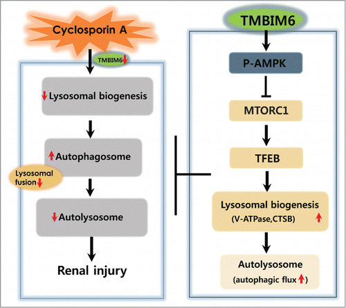Figure 8. Proposed mechanism for TMBIM6-induced regulation against CsA-associated autophagy process alteration and renal injury. TMBIM6 protects against CsA toxicity by activating autophagy and enhancing autophagic degradation. TMBIM6 enhances PRKAA phosphorylation, regulates MTORC1 activity and increases TFEB activity. Resultantly, lysosome biogenesis, autolysosome formation, and autophagic flux are stimulated in the presence of TMBIM6, inhibiting CsA-induced autophagosome accumulation and its linked renal injury.