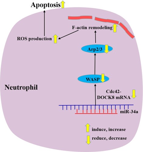 Figure 6. Schematic diagram of miR-34a regulating neutrophil apoptosis in MDS.