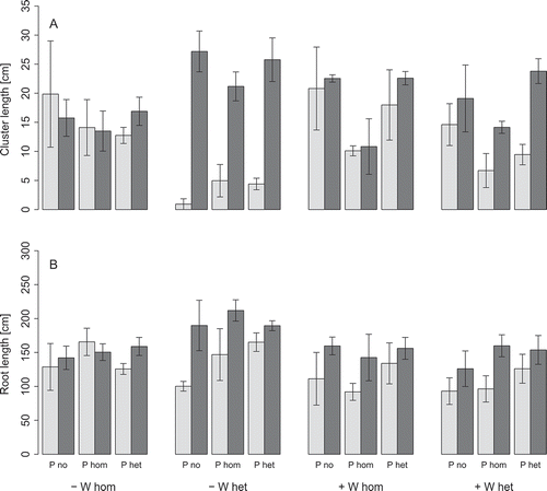 Figure 5 Cluster length (A) and root length (B) of white lupin (Lupinus albus L.) in the left (LS, light gray) and right container section (RS, dark gray bar) at low (–) or high water supply (+) in homogeneous (W hom) or heterogeneous (W het) substrate with no additional phosphorus (P) supply (P no), homogeneous P fertilization (P hom) or heterogeneous P fertilization (P het). The error bars give the standard errors of the means.