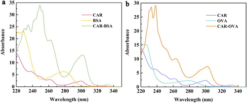 Figure 2. The UV/Vis spectra of immunogen (a) and coating antigen (b).