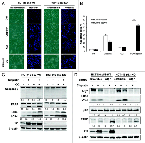 Figure 5. Prosurvival function of autophagy in cell death induced by cisplatin. (A-C) CQ sensitizes cells to cisplatin-induced cell death. HCT116 p53-WT and p53-KO cells were pretreated with CQ (50 µM) for 30 min followed by cisplatin (10 µg/ml) for another 24 h. At the end of treatment, cell death was evaluated by Hoechst staining (A and B) and western blot (C). (B) The Hoechst staining data was presented as the percentage of cells with evident nuclear condensation in 200 randomly selected cells. Data (mean ± SD) are representative of three independent experiments. In (C), the cleavage of caspase 3 and PARP, and LC3-II were quantified and the folds of increase were presented accordingly. (D) Knockdown of Atg7 enhanced cisplatin-induced cell death. After transfection with scramble or Atg7 siRNA oligos for 48 h, HCT116 p53-WT and p53-KO cells were treated with cisplatin (10 µg/ml) for 24 h, and cell death was determined by western blot.