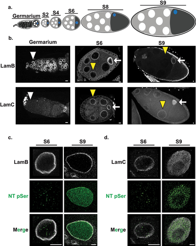 Figure 1. Nuclear structure and nuclear lamina change during oogenesis. a. Shown is a schematic of an ovariole that carries advancing stages of oocyte maturation. At the anterior tip ovariole (left) is a germarium that contains the stem cell niche. Within the germarium, germline stem cells (GSCs) undergo asymmetric mitotic divisions producing one renewing and one differentiating daughter. Differentiation begins with four synchronous mitotic divisions that lead to the formation of a sixteen-cell cyst, comprised of fifteen nurse cells and one oocyte. In the posterior end of the germarium, the sixteen-cell cyst becomes encased by a monolayer of somatic follicle cells to form a Stage1 (S1) egg chamber (EC) that buds off from the germarium as a S2 EC. Continued differentiation is divided into morphologically distinct stages (up to S9 are shown), distinguished by the size and organization of NC (white circles) and oocyte nuclei (blue circles). The growing oocyte (black) is at the posterior of each EC. b. Confocal images of germaria, S6 and S9 ECs stained with antibodies against the B-type lamin (LamB) and the A-type lamin (LamC). White and yellow arrowheads indicate GSCs and NCs, respectively. White arrows indicate the position of the oocyte nucleus. Stages of EC development were based on morphology as described in [Citation64]. Scale bars, 5 µm. c., d. Shown are maximal projection confocal images of oocyte nuclei in a S6 and S9 ECs stained with antibodies N-terminal phospho-serine antibody (NT pSer, green) merged with a single Z-section image stained with antibodies against either LamB (white, c) or LamC (white, d). Scale bars, 5 µm.