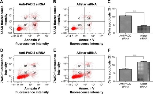 Figure 5 Apoptosis in MNK-45 cells and Bel-7402 cells treated with anti-PADI2 siRNA, as measured using the annexin V cell apoptosis assay.