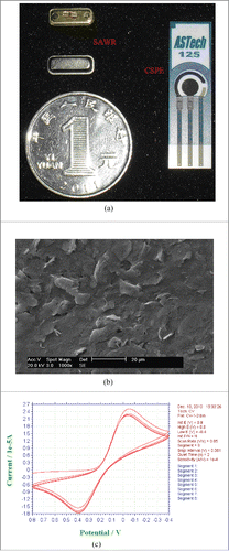 Figure 2. SAWR device and CSPE: (a) SAWR and CSPE; (b) SEM image of CSPE; (c) cyclic voltammetry of CSPE.