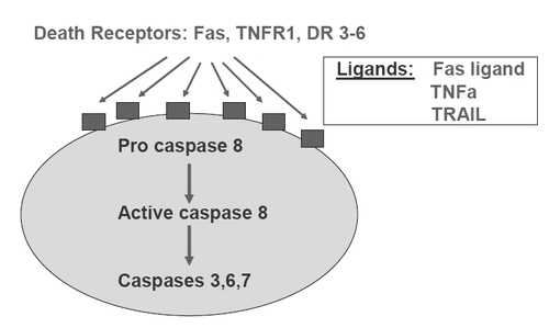 Figure 2 Schematic representation of the death receptor (extrinsic) pathway of caspase activation to provoke the mechanism of apoptosis.