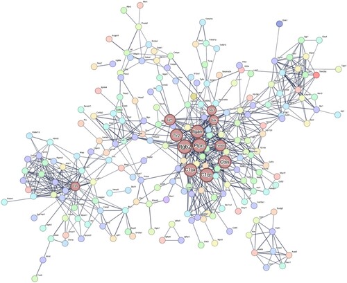 Figure 3. PPI network for the DEGs in the EAE-affected retinas. The PPI network was generated using the STRING database, with a confidence value of 0.7. The nodes in the network represent the genes, with larger nodes indicating hub genes. The hub genes c1qa, c1qb, ctss, itgam, itgb2, lyn, ptprc, spi1, syk, tlr2, ttn, and tyrobp are shown in brown-colored nodes that are larger than others. The abbreviations for the genes are as follows: c1qa (complement component 1q alpha chain), c1qb (complement component 1q beta chain), ctss (cathepsin s), itgam (integrin subunit alpha M), itgb2 (integrin subunit beta 2), lyn (lyn proto-oncogene src family tyrosine kinase), ptprc (protein tyrosine phosphatase receptor type c), spi1 (spleen focus forming virus proviral integration oncogene), syk (spleen tyrosine kinase), tlr2 (toll-like receptor 2), ttn (titin), and tyrobp (TYRO protein tyrosine kinase-binding protein).