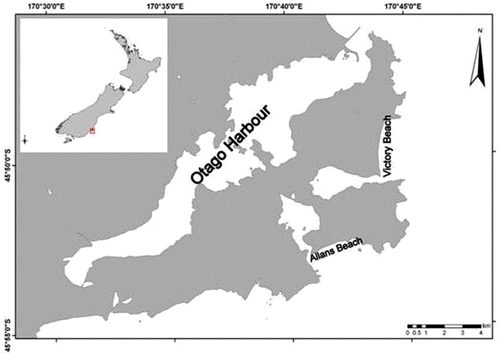 Figure 1  Location of Victory Beach and Allans Beach on the Otago Peninsula, New Zealand.