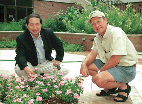 Figure 1.  Steven S. Totura (right) together with UIC Professor of Pharmacognosy Emeritus Harry H.S. Fong observing specimens of Catharanthus roseus planted at the Dorothy Bradley Atkins Medicinal Plant Garden.
