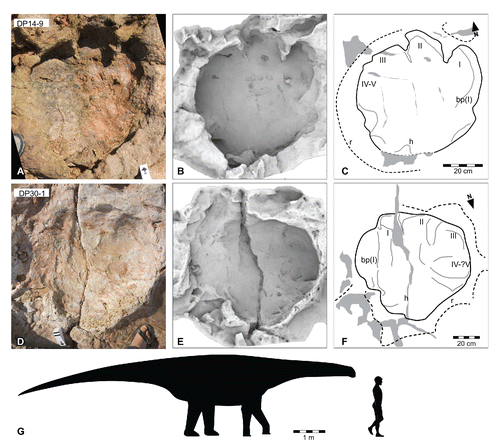 FIGURE 34. Broome sauropod morphotype E, from the Yanijarri–Lurujarri section of the Dampier Peninsula, Western Australia. Left pedal impression, UQL-DP14-9, preserved in situ as A, photograph; B, ambient occlusion image; and C, schematic interpretation. Right pedal impression, UQL-DP30-1, preserved in situ as D, photograph; E, ambient-occlusion shading; and F, schematic interpretation. G, silhouette of hypothetical trackmaker of Broome sauropod morphotype E, based on UQL-DP14-9, compared with a human silhouette. Abbreviations: bp(I), bulged pad/callosity associated with digit I; h, heel region; I–V, digital impressions I, II, III, IV, and V, respectively; r, expulsion rim. See Figure 19 for legend.