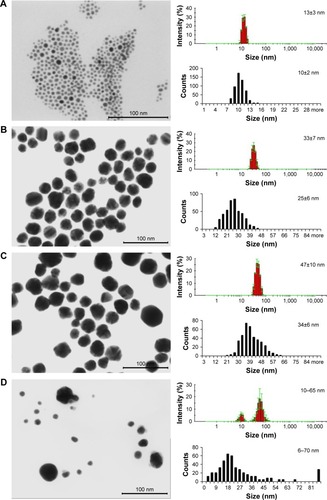 Figure 1 DLS histograms and STEM images with size distribution histograms of AgNPs (A) TAm-13, (B) TAm-33, (C) TAm-46 nm AgNPs and (D) UN 10–65 nm AgNPs.Abbreviations: AgNPs, silver nanoparticles; DLS, dynamic light scattering; STEM, scanning transmission electron microscopy; TAm, tannic acid-modified; UN, unmodified.