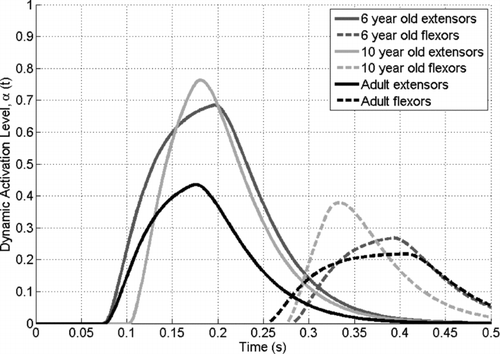 Fig. 9 Dynamic component of extensor and flexor muscle activation histories for adult, 10-year-old, and 6-year-old that resulted in the optimal head rotational velocity profile for low-speed frontal impact.