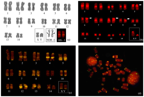 Figure 2. (a) Karyotype of Vampyrum spectrum (2n = 30 and NA = 56). The boxes highlight the sexual chromosomes, AgNORs, and FISH with the 18S rDNA probe. (b) Karyotype with C banding, showing blocs of pericentromeric heterochromatin in all the chromosomes and in the subterminal regions of pairs 5, 6, 8 and 9 (arrowheads). (c) Karyotype based on the CMA3 technique. (d) Metaphase following fluorescent in situ hybridization with a telomeric DNA probe, showing blocs of repetitive DNA (TTAGGG)n in the telomeric regions of all the chromosomes.