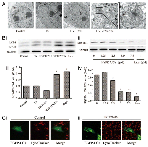 Figure 7. HYF127c/Cu induces autophagy in HeLa cells. (A) Electron microscopy images showing extensive cytoplasm vacuolization enclosed in a double membrane in HYF127c/Cu-treated HeLa cells. Electron microscopy image of an untreated cell is also shown for comparison. The double membrane of the autophagic vacuoles is indicated by a black arrow. N, nucleus; M, mitochondrion. Scale bar: 0.5 μm. (B) Conversion of LC3-I to LC3-II (i and iii) or degradation of SQSTM1 (ii and iv) in HYF127c/Cu-treated cells. HeLa cells were incubated with DMSO, 5 μM Cu, 5 μM HYF127c, 5 μM HYF127c/Cu or 1 μM rapamycin (control) and the amount of endogenous LC3-II proteins or SQSTM1 was analyzed by immunoblot. (C) The fluorescence images showing colocalization of lysosomes and autophagosomes in HYF127c/Cu-treated cells (ii) compared with the control (i). EGFP-LC3-transfected HeLa cells were stained with LysoTracker Red after 20 μM HYF127c/Cu treatment for 12 h. Scale bar: 20 μm.