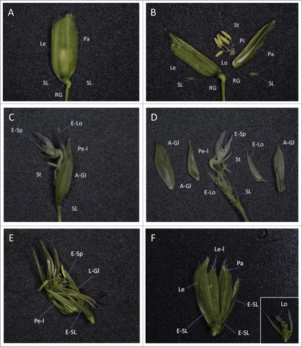 Figure 2. Morphology of spikelets in transgenic rice lines overexpressing mJAZ (A, B) A line carrying empty vector. (C, D) mJAZ3ox, line Y10. Note that an ectopic spikelet-like structure (E-Sp) has formed in a spikelet. To indicate internal tissues, outer and floral organs are separated in (B, D). (E) mJAZ6ox, Line1. Leafy glume-like organs (L-Gl) that exhibited curved structure along the apical-basal axis, resembling leaf blades, generated repetitively. (F) mJAZ7ox, Line5. (Inset) Internal tissues visualised by detaching glumes. No stamens or pistil have been formed. A-Gl, aberrant glume-like structure; E-Lo, elongated lodicule; E-Sp, ectopic spikelet-like organ; E-SL, elongated sterile lemma; L-Gl; leafy glume-like organ; Le, lemma; Le-l, lemma-like organ; Lo, lodicule; Pa, palea; Pe-l; pedicel-like organ; Pi, pistil; RG, rudimentary glume; SL, sterile lemma; St, stamen. For overexpression of mJAZ, respective cDNAs carrying the mutations were introduced into the binary vector pSMAHdN637L-GateA and used for Agrobacterium tumefaciens-mediated transformation of rice (Oryza sativa, cv Nipponbare) as described in ref. 24 Insertion of respective transgenes in the genome DNA was confirmed by PCR amplification. For preparation of an empty vector control, 1.7-kb DNA fragment containing ccdB and sequences for site-specific recombination (attR1 and attR2) were eliminated from the vector plasmid by digestion with XbaI and KpnI, followed by blunting and ligation.