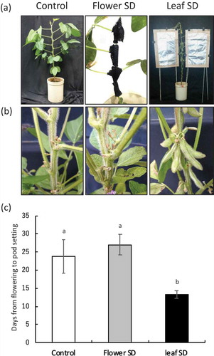 Figure 2. Identification of the organ that senses the photoperiod to regulate pod setting in soybean. Appearance of short-day treatments (a) and pod setting after treatments (b). Number of days from flowering to pod setting in each treatment (c). Different lowercase letters indicate significant differences among treatments at P < 0.05 by Tukey–Kramer test.