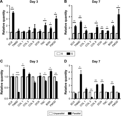 Figure 6 Tenogenic differentiation of hASCs on microscaled (A and B) and nanoscaled (C and D) aligned topographical surface on day 3 (A and C) and on day 7 (B and D), respectively. qPCR analysis showed significantly enhanced gene expression of tenogenic markers when cells were cultured on microscaled and nanoscaled aligned topographical surface. *p<0.05; **p<0.01; ***p<0.001.Abbreviations: BGN, biglycan; COL 1, type I collagen; COL 3, type III collagen; COL 6, type VI collagen; DCN, decorin; FMOD, fibromodulin; hASCs, human adipose-derived stem cells; qPCR, quantitative PCR; SCX, scleraxis; TNC, tenascin-C; TNMD, tenomodulin.