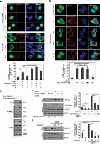 Figure 2. HSP90AA1 increases HMGB1 secretion by promoting HMGB1 cytoplasmic translocation. (A, B) HEK293T cells were co-transfected with HMGB1-GFP and HSP90AA1-Flag or HMGB1-GFP and HSP90AA1 WT, NTD, MD, or CTD-Flag. After 48 h, the cells were treated with 0.5 μM geldanamycin (GA) and EBSS for 6 h. The cells were immunostained with anti-Flag antibody (red). Subcellular localization of HMGB1 was observed using a confocal microscope. Scale bar: 5 μm. The number of cytoplasmic HMGB1-positive cells was counted among over 200 GFP-positive cells. (C) MYC-HMGB1 and HSP90AA1-Flag were transfected into HEK293T cells. WCLs were performed IP using anti-MYC antibody and immunoblotting with anti-MYC, anti-Flag, anti-XPO1, and anti-ACTB antibodies. The culture supernatants were concentrated with Amicon Centricon filters. (D) HEK293T cells were transiently transfected with shRNA control (SHC001) or shHSP90AA1 (#1; TRCN0000315007 and #2; TRCN0000315009). After 48 h, the cells were incubated in EBSS for 14 h. Immunoblotting was performed as indicated. (E) HEK293T cells were pretreated with dose-dependently GA treatment for 2 h. The cells were incubated in EBSS media for 14 h. WCLs were immunoblotted with anti-HMGB1 and anti-ACTB antibodies. The culture supernatants were concentrated with Amicon Centricon filters. Data are presented as the mean ± SEM from at least three independent experiments. n.s.: not significant, *p < 0.05, **p < 0.01, ***p < 0.001, one-way ANOVA analysis of variance followed by Tukey honestly significant difference posthoc test for multiple comparisons