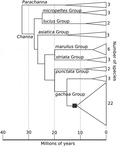 Figure 5. Time-tree of Channidae adopted from Rüber et al. (Citation2020). Species groups follow Rüber et al. (Citation2020). The square indicate the hypothesised advent of trophic egg provisioning.