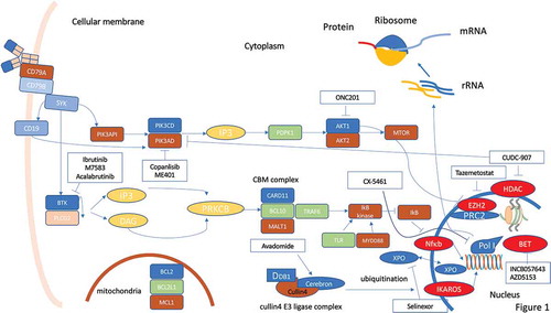 Figure 1. Molecular pathways in DLBCL and possible therapeutic targets for small molecule inhibitors. A plenty of molecular pathways and their genomic alterations have been described in DLBCL, contributing to initiation, maintenance and progression of the disease. Activation or deregulation of these molecular pathways can impair different cell mechanisms such as epigenetic control, proliferation, differentiation, and apoptosis. Even if some of these molecular pathways are actionable through different small molecules, the coexistence of numerous molecular alterations in the same tumor hinder the progress of precision medicine in DLBCL. Despite these limitations, some new small molecules are under development and seem promising in this field