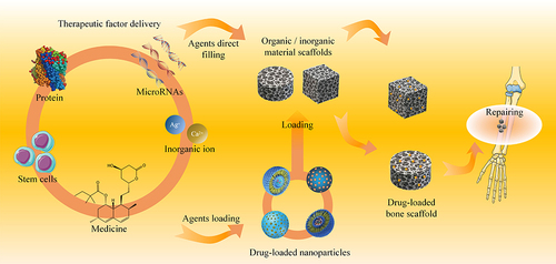 Figure 2 Application of different drug delivery systems in bone tissue engineering.
