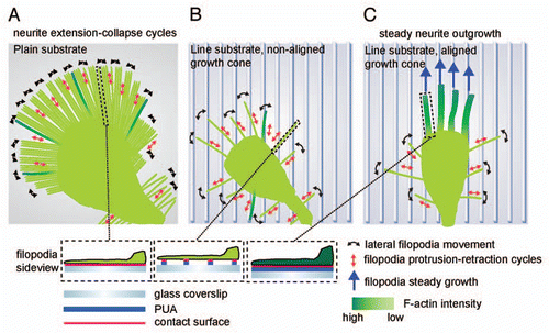 Figure 1 Model of neurite guidance in response to nanotopographical cues. (A) Plain substrate. Unrestricted access to ECM leads to a large amount of long filopodia, none of which can be stabilized by a robust F-actin cytoskeleton. This is accompanied with a high frequency of neurite collapse events. (B) Line substrate, unaligned growth cone. Filopodia scan the line substrate through lateral scanning and protrusion/retraction events. Only few filopodia align on the lines and thus almost all filopodia sense only discrete adhesion points to the ECM. (C) Line substrate, aligned growth cone. Through stochastic sensing, multiple filopodia have aligned on the line substrate and have assembled an F-actin rich cytoskeleton that stabilizes them. On the distal part of the growth cone, non-aligned, unstable filopodia continue to operate, suggesting a crosstalk between both filopodia populations. This stabilizes the growth cone leading to steady neurite outgrowth. Figure reproduced with permission from Jang et al.Citation5