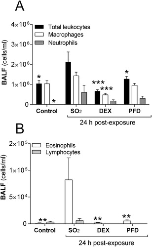 Figure 2. Total cell counts in bronchoalveolar lavage fluid (BALF) from rats exposed to 2200 ppm sulfur dioxide (SO2) at 24 h post-exposure, after treatment with dexamethasone (DEX, 10 mg/kg i.p) or pirfenidone (PFD, 200 mg/kg i.p) at 1 h, 5 h and 23 h. The numbers of (A) total leukocytes, macrophages and neutrophils and (B) eosinophils and lymphocytes are shown. Values indicate means ± SEM. Statistical significant differences compared to untreated SO2-group (vehicle) are shown, *p < .05, **p < .01 and ***p < .001 (n = 6 rats per group).