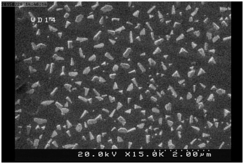 Figure 1. Scanning electron microscopy of siRNA and drug-loaded TMC nanoparticles.