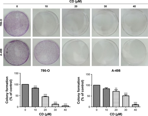 Figure 1 Clonogenic assays were performed to detect the reproductive capacity of 786-O and A-498 cells after CD treatment.